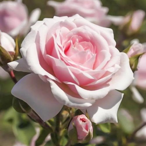 1 buc, Trandafir floribunda Diadem - Răsaduri: Mod de ambalare: 1 buc