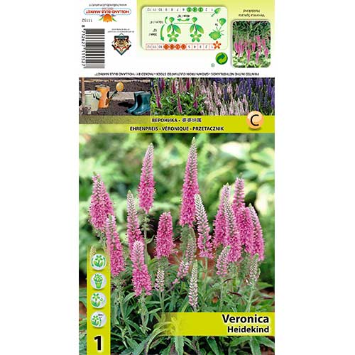 1 kus, Rozrazil klasnatý Heidekind - : Monžstvo balíkov: 1 kus