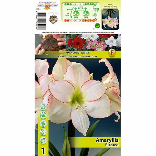 1 szt, Amaryllis (Ritterstern) Picotee - Blumenzwiebeln: Ilość w opakowaniu: 1 Stück