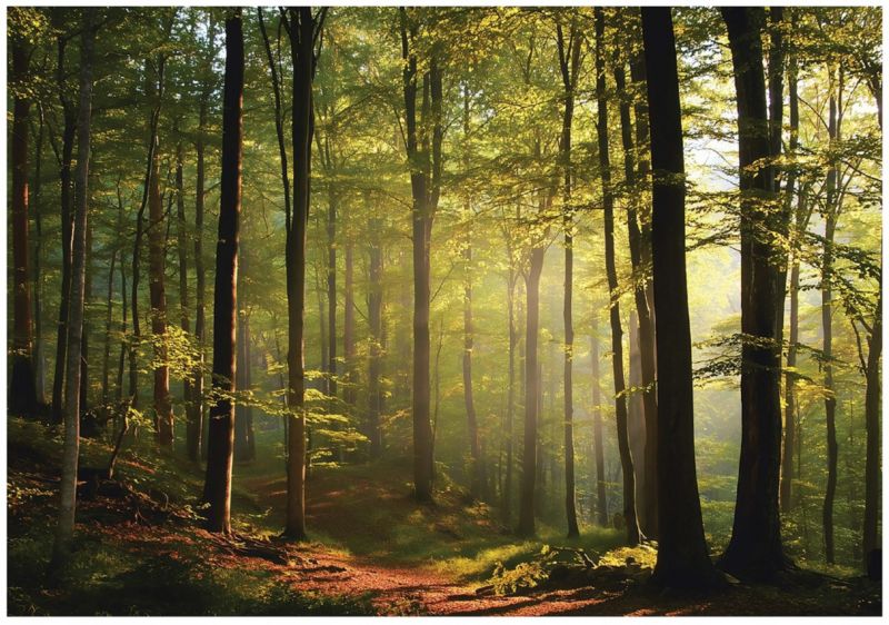 Fototapeta WALLARENA Do Sypialni Salonu Na Flizelinie Las Drzewa Natura 300x210 cm 1 szt.