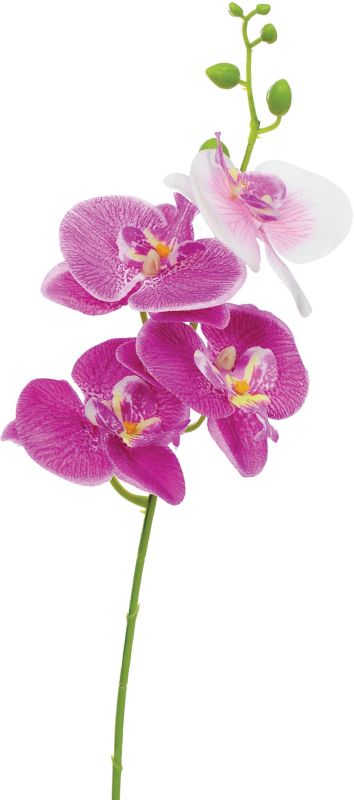 Storczyk pojedynczy Jumi 40 cm