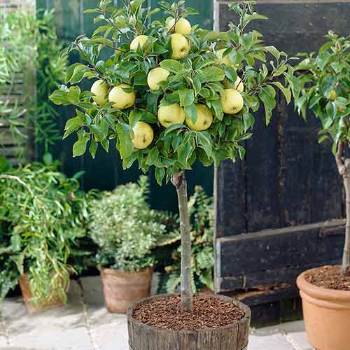 1 szt, mini Jabłoń Russet - Sadzonki: Ilość w opakowaniu: 1 sadz