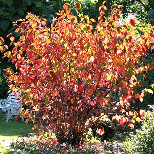 1 sadz, Dereń biały Siberian pearls - Sadzonki: Ilość w opakowaniu: 1 sadz