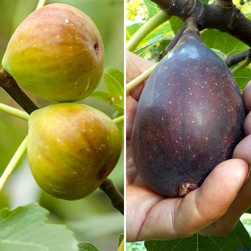 2 none, Ofertă specială! Smochini Duo, set de 2 soiuri - Puieți: Mod de ambalare: 2 none