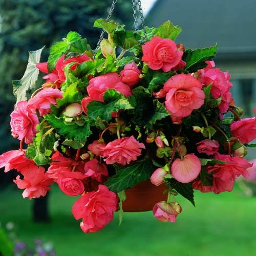 1 pac, Begonie Pendula F1, roz - Semințe: Mod de ambalare: 0.05 g