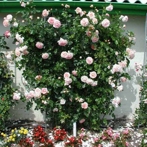 1 buc, Trandafir urcător Amaretto - Butași: Mod de ambalare: 1 buc