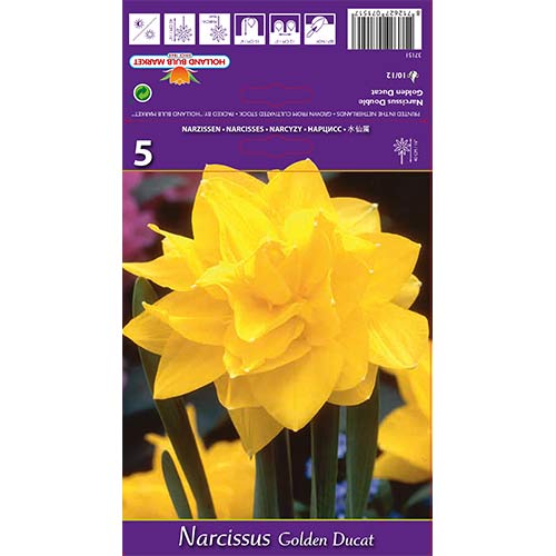 5 buc, Narcise Golden Ducat - Bulbi: Mod de ambalare: 5 buc