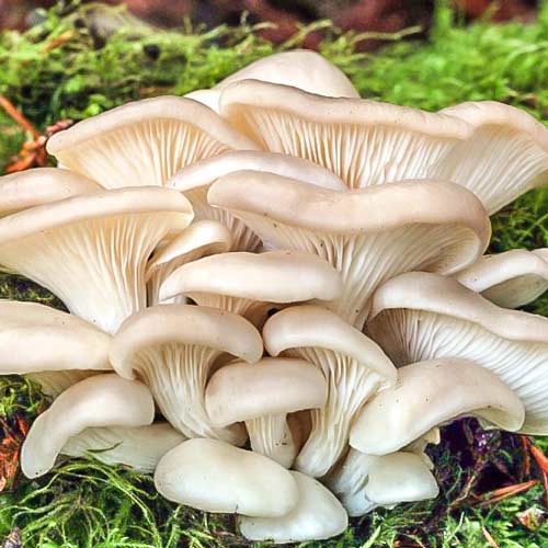 1 pac, Pleurotus Indian - : Mod de ambalare: 16 buc