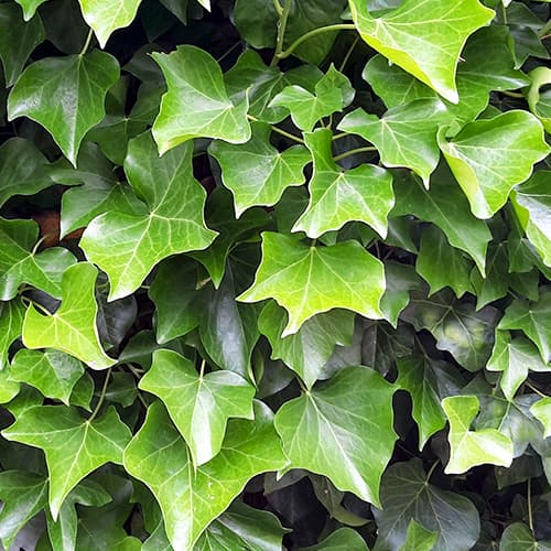 1 saz, Břečťan hibernica, P9 - : Monžstvo balíkov: 1 saz