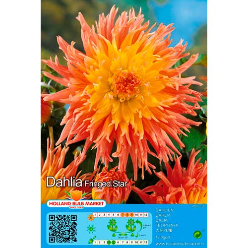 1 cib, Jiřina střapatá Fringed Star - : Monžstvo balíkov: 1 cib