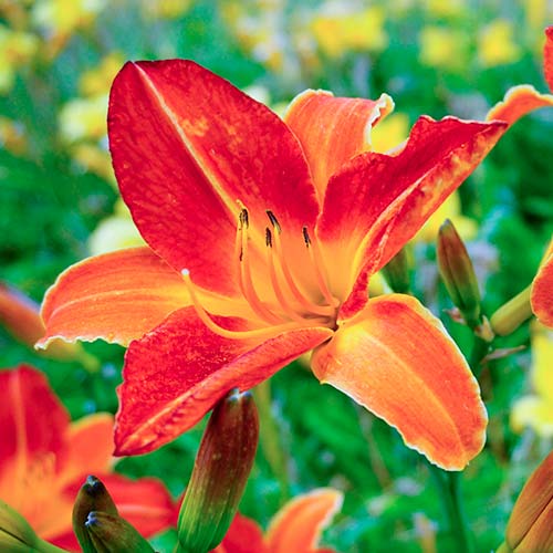 1 szt, Taglilie (Hemerocallis) Red - Stauden: Ilość w opakowaniu: 1 szt