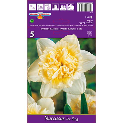 5 Stück, Narzisse Ice King - Blumenzwiebeln: Ilość w opakowaniu: 5 Stück