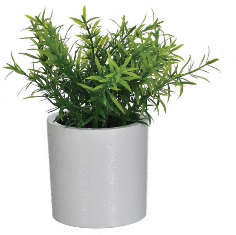 Roślina ziołowa Jumi w doniczce zielona 18 cm