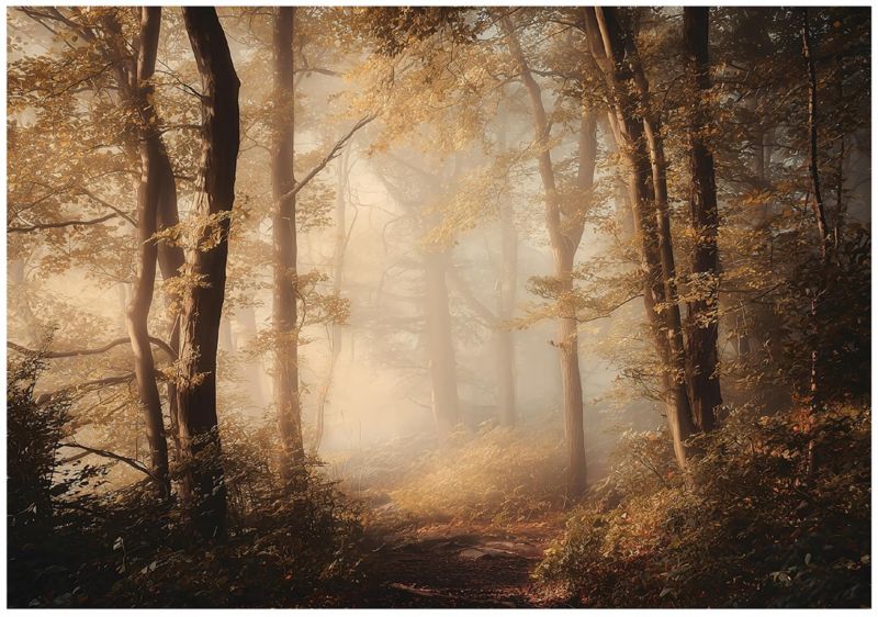 Fototapeta WALLARENA Do Sypialni Salonu Na Flizelinie Las Natura Drzewa Brązowy 300x210 cm 16048VX6 1 szt.