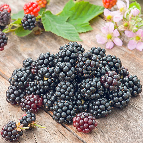 1 sadz, Jeżyna Gurgator - Sadzonki: Ilość w opakowaniu: 1 sadz