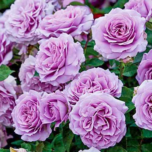 1 szt, Róża bukietowa Love Song - Sadzonki: Ilość w opakowaniu: 1 sadz