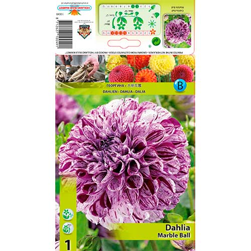 1 szt., Dalia Marble Ball - Byliny: Ilość w opakowaniu: 1 szt.