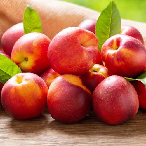 1 sadz, Nektaryna Rafale - Sadzonki: Ilość w opakowaniu: 1 sadz