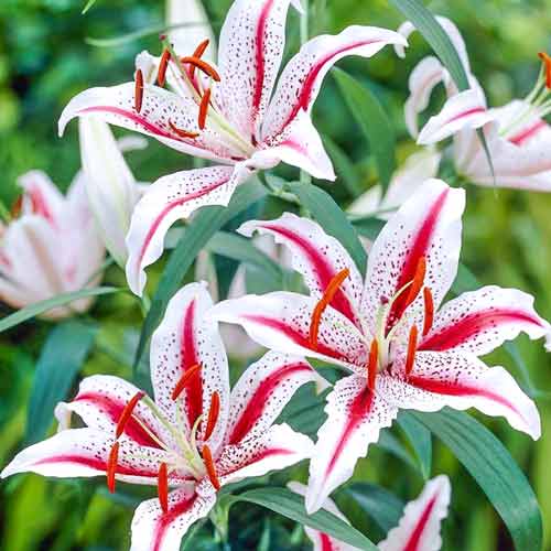 1 szt, Lilia orientalna Tigerwoods - Cebule: Ilość w opakowaniu: 2 cebul