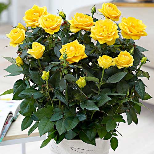 1 buc, Trandafiri miniatur Yellow Star - Butași: Mod de ambalare: 1 buc