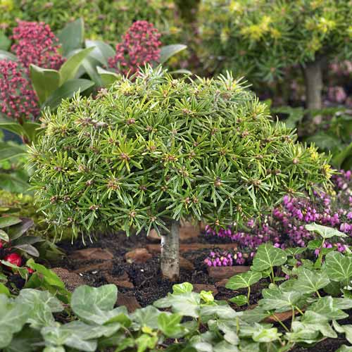 1 buc, Brad coreean Kristall Kugel, C4 - Puieți: Mod de ambalare: 1 buc