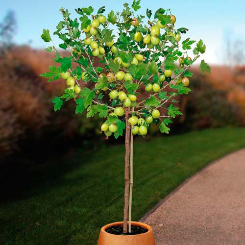 1 buc, Agriș verde pe tulpină White Triumph - : Mod de ambalare: 1 buc