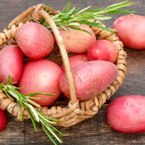 1 kg, Cartofi de sămânță Ricarda - Tuberculi: Mod de ambalare: 1 kg