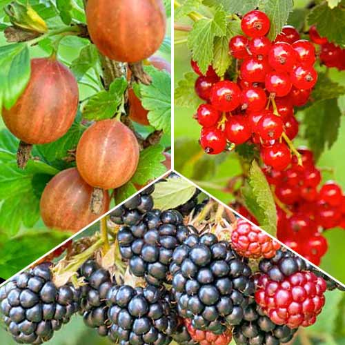 Ofertă specială! Trio vitaminizant, set de 3 soiuri - Puieți: Mod de ambalare: 3 buc