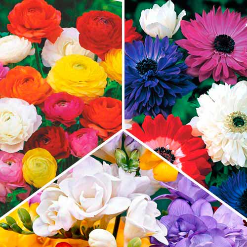 30 buc, Super ofertă! Anemone, Frezie și Ranunculus, set de 30 de bulbi - Bulbi: Mod de ambalare: 30 buc