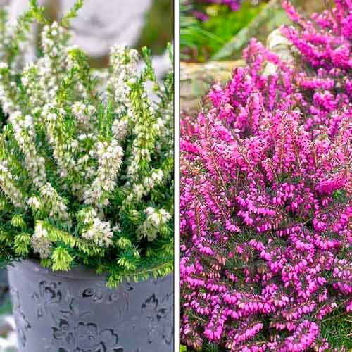 Ofertă specială! Erica, set de 2 soiuri - Răsaduri: Mod de ambalare: 2 buc