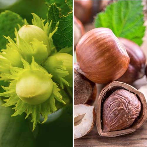 2 saz, Super nabídka! Sada lískových oříšků, 2 sazenice - : Monžstvo balíkov: 2 saz