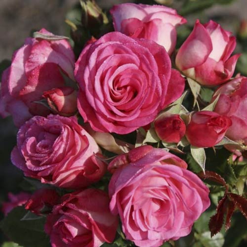 1 saz, Růže floribunda Czeslaw Milosz - : Monžstvo balíkov: 1 saz