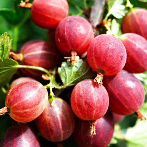 1 saz, Angrešt Kamieniar - : Monžstvo balíkov: 1 saz