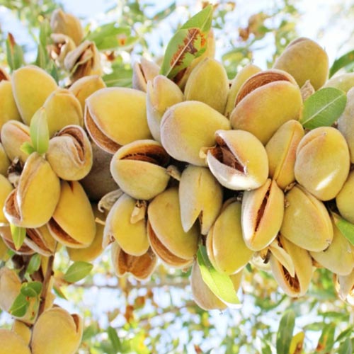 1 db, Mandula Barreta - Palánták: Mod de ambalare: 1 db