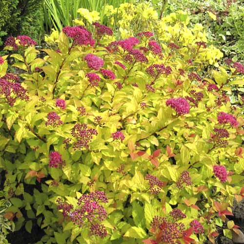 1 db, Gyöngyvessző Golden Princess, C3 - Palánták: Mod de ambalare: 1 db