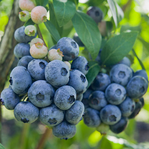 1 db, Áfonya fekete Darrow - Palánták: Mod de ambalare: 1 db