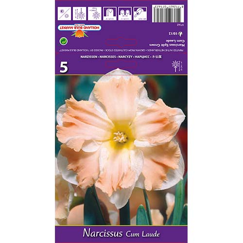 5 db, Nárcisz Cum Laude - Hagymák: Mod de ambalare: 5 db