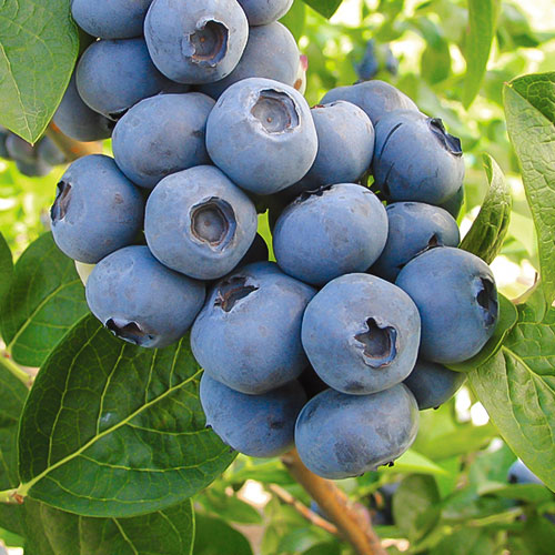 1 db, Áfonya fekete Toro - Palánták: Mod de ambalare: 1 db