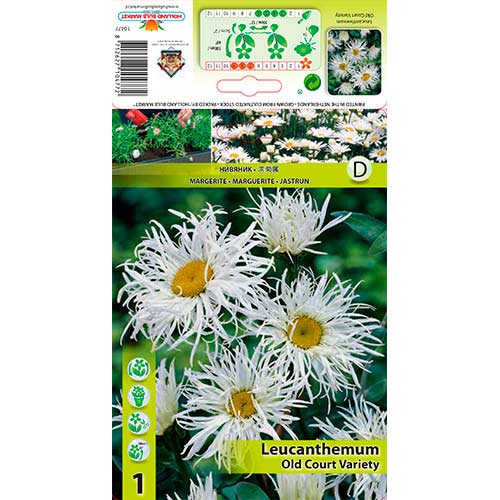 1 Stück, Großblumige Margerite Old Court Variety - Stauden: Ilość w opakowaniu: 1 Stück