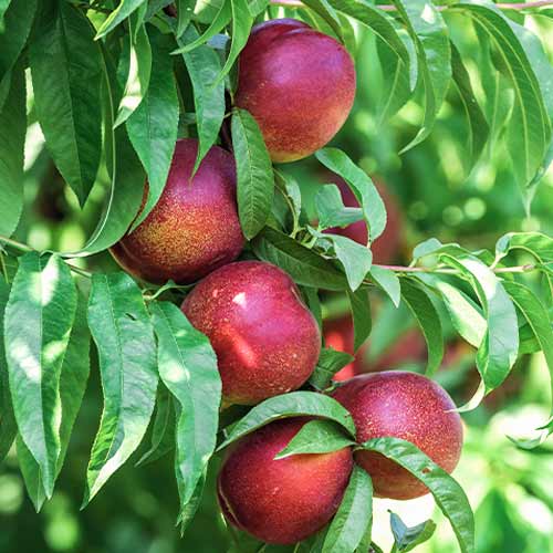 1 szt, Pfirsich (columnar) King Part - Setzlinge: Ilość w opakowaniu: 1 szt