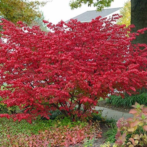 1 Pflanze(n), Spindelbaum Compactus - Setzlinge: Ilość w opakowaniu: 1 Pflanze(n)