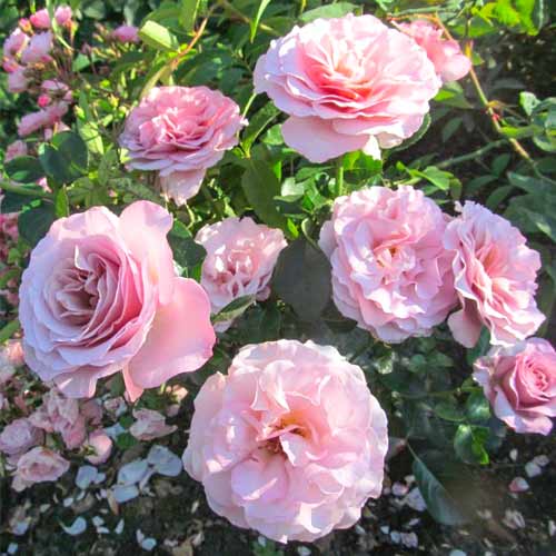 1 Pflanze(n), Großblütige Rose Blue Girl - Setzlinge: Ilość w opakowaniu: 1 Pflanze(n)