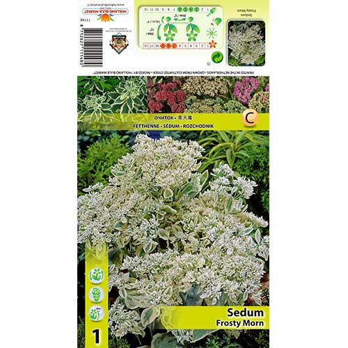 1 Stück, Große Fetthenne Frosty Morn - Stauden: Ilość w opakowaniu: 1 Stück