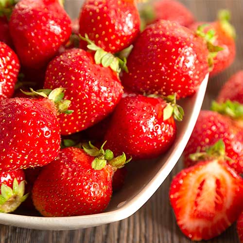 Morango Polka - Plântulas: Ilość w opakowaniu: 5 plant