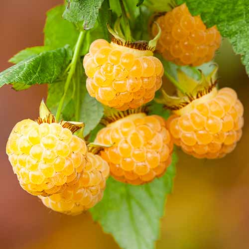 1 sadz, Malina powtarzająca All Gold - Sadzonki: Ilość w opakowaniu: 1 sadz