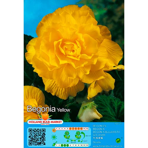1 szt, Begonia Double Yellow - Byliny: Ilość w opakowaniu: 2 szt.