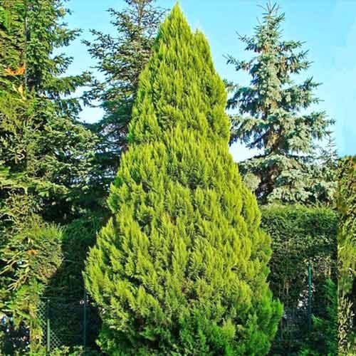 1 szt., Cyprysik Ellwoods Gold - Sadzonki: Ilość w opakowaniu: 1 szt.