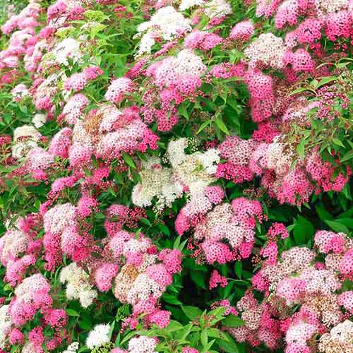 1 sadz, Tawuła japońska Shirobana - Sadzonki: Ilość w opakowaniu: 1 sadz