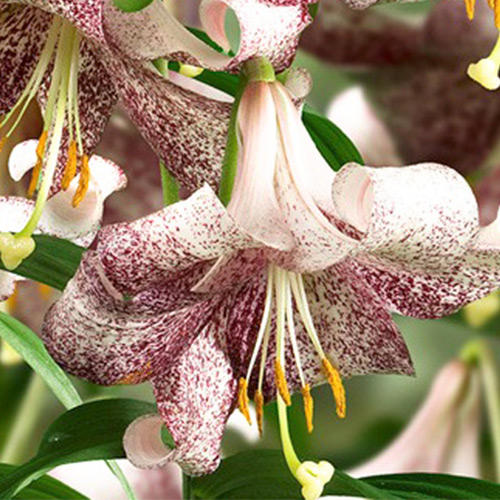 1 buc, Crin Lankon - Bulbi: Mod de ambalare: 1 buc