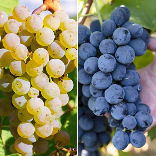 2 buc, Promo Set! Viță de vie Maxi, set de 2 soiuri - Butași: Mod de ambalare: 2 buc